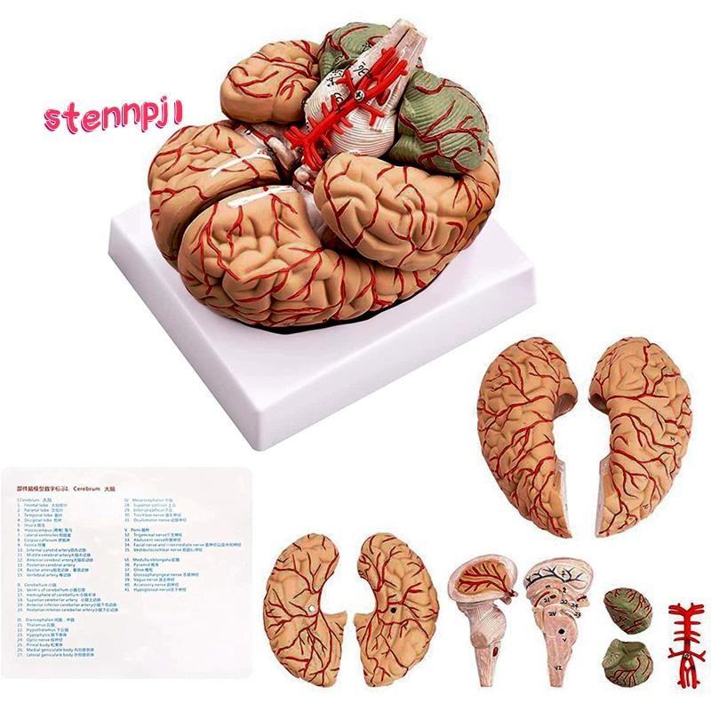 Human Brain,Life Size Human Brain Anatomy Model with Display Base, for ...