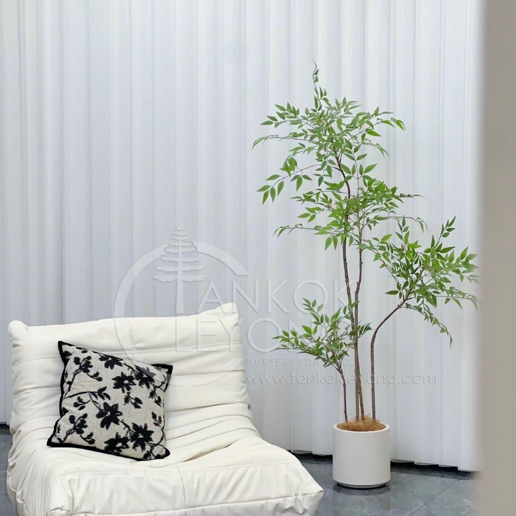 TKL - Nandina Domestica (Chinese Sacred Bamboo/Heavenly Bamboo) 丛林南天竹/南 ...