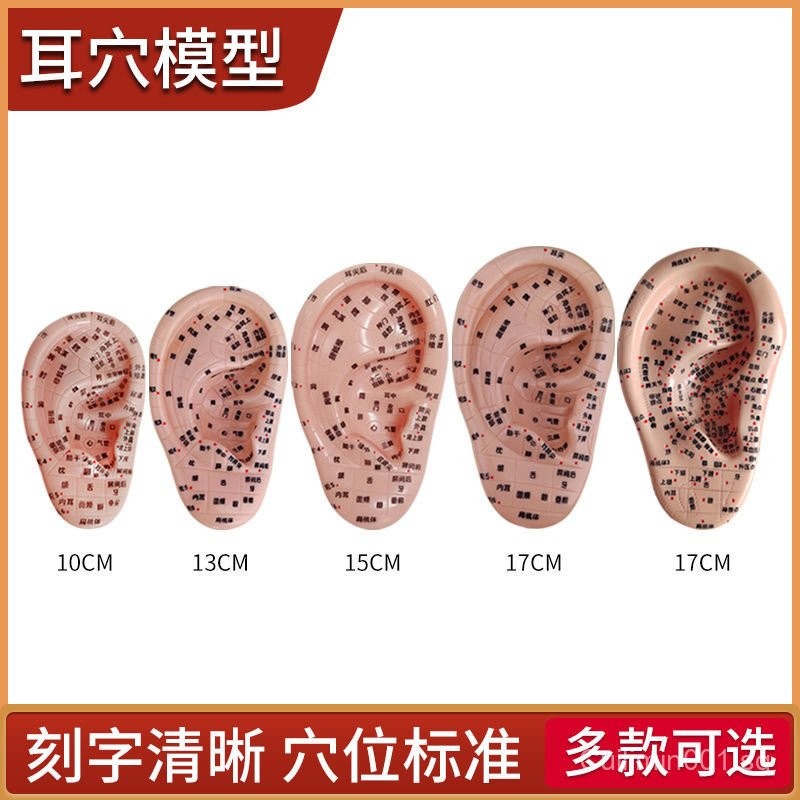 SG Fengfan Engraved Ear Acupoint Model Ear Acupuncture Model Ear ...