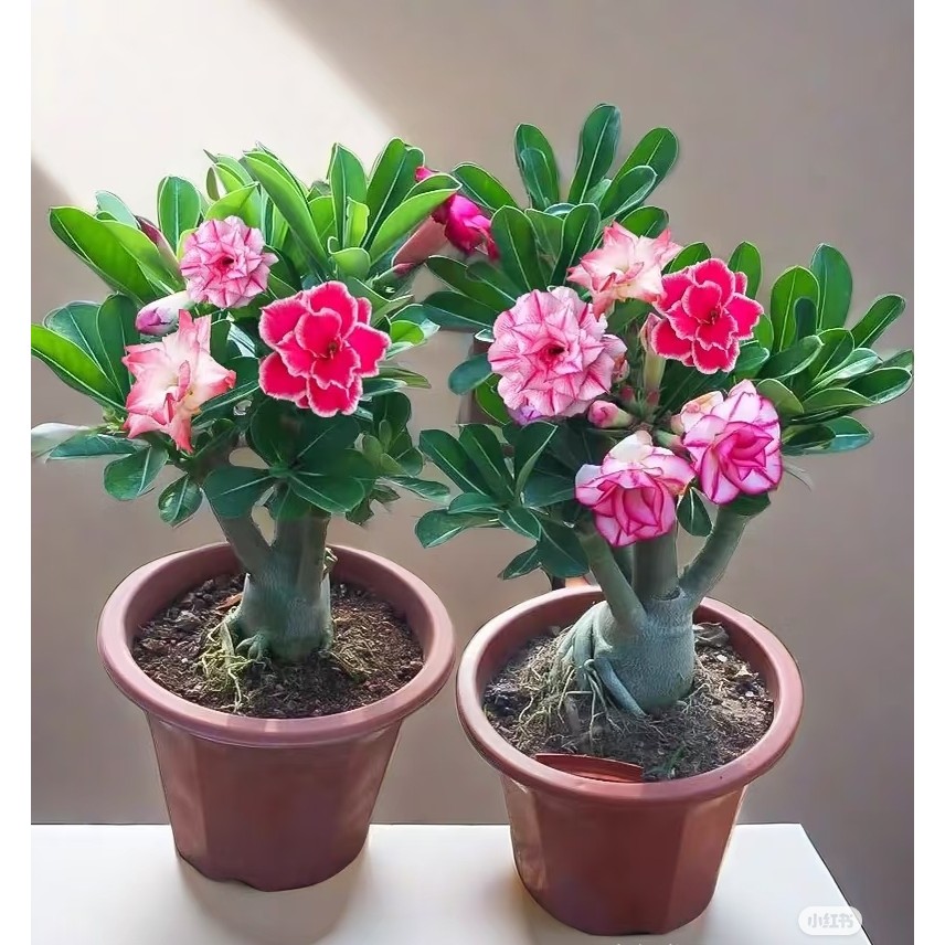 #SG Stock# 100% Legit Adenium Double Petal Seeds Plus Freebie High ...