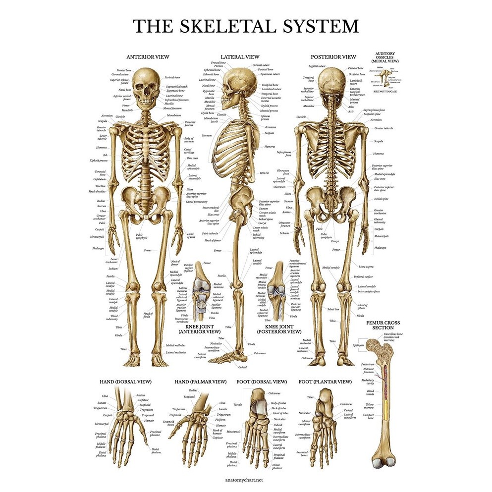 Skeletal System Anatomical Chart Canvas Painting Human Skeleton Anatomy ...