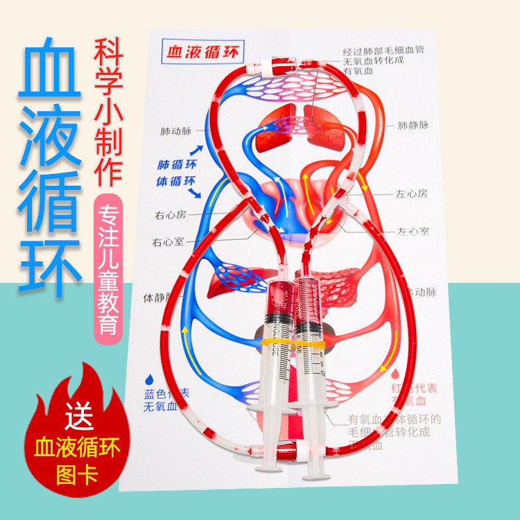 Blood Circulation System Model Teaching Aids Children's Understanding ...