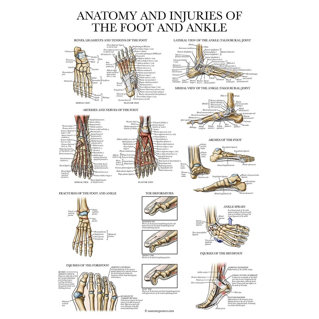 Laminated Anatomy and Injuries of The Foot and Ankle Poster Anatomical ...