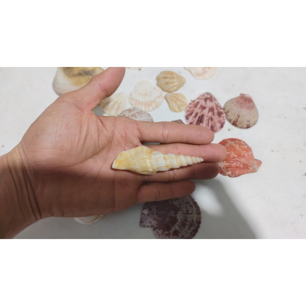 Natural Mixed Ocean Conch Shell Set Diverse Styles Multifunctional Fish ...