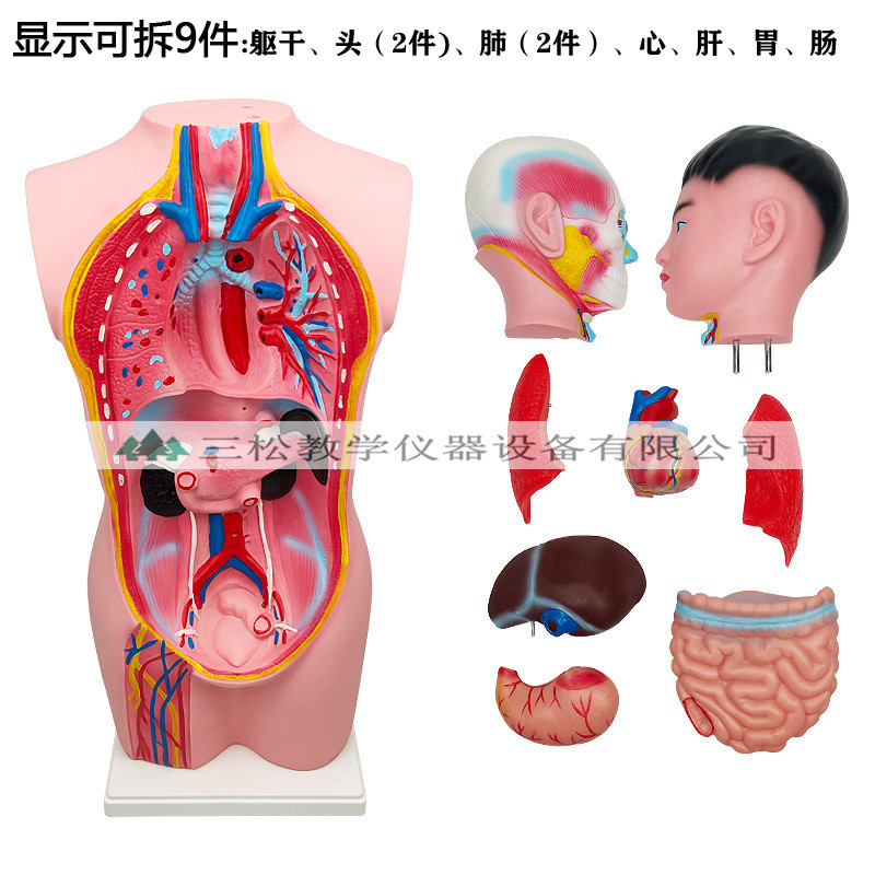 Human Body Bust Model 67CM Human Organ Structure Assembly Detachable ...