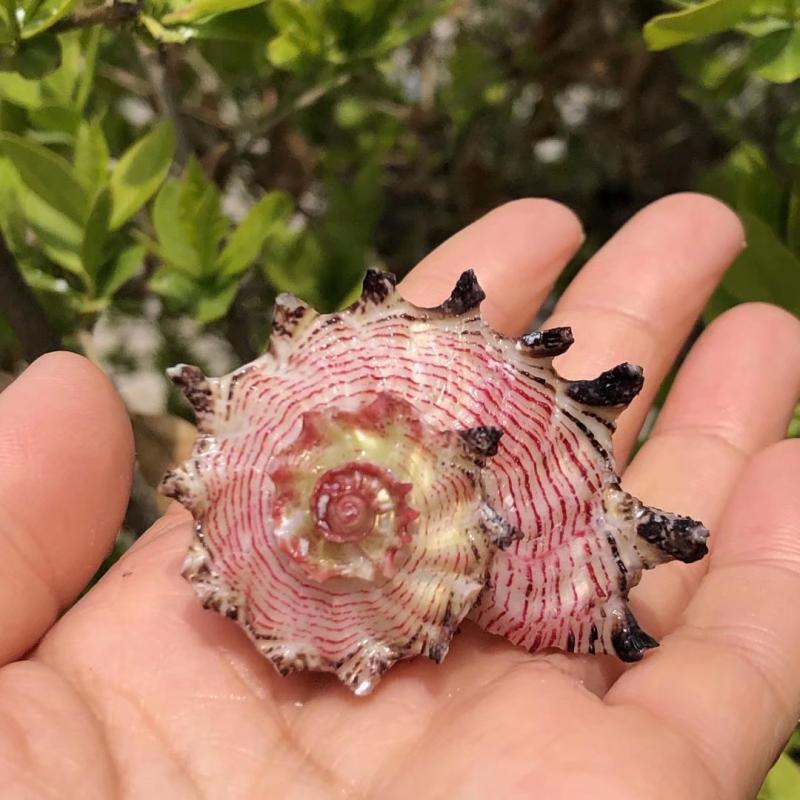 [Xiao ̅ Home] Natural Conch Shell Seahorse Snail Powder Fish Tank ...