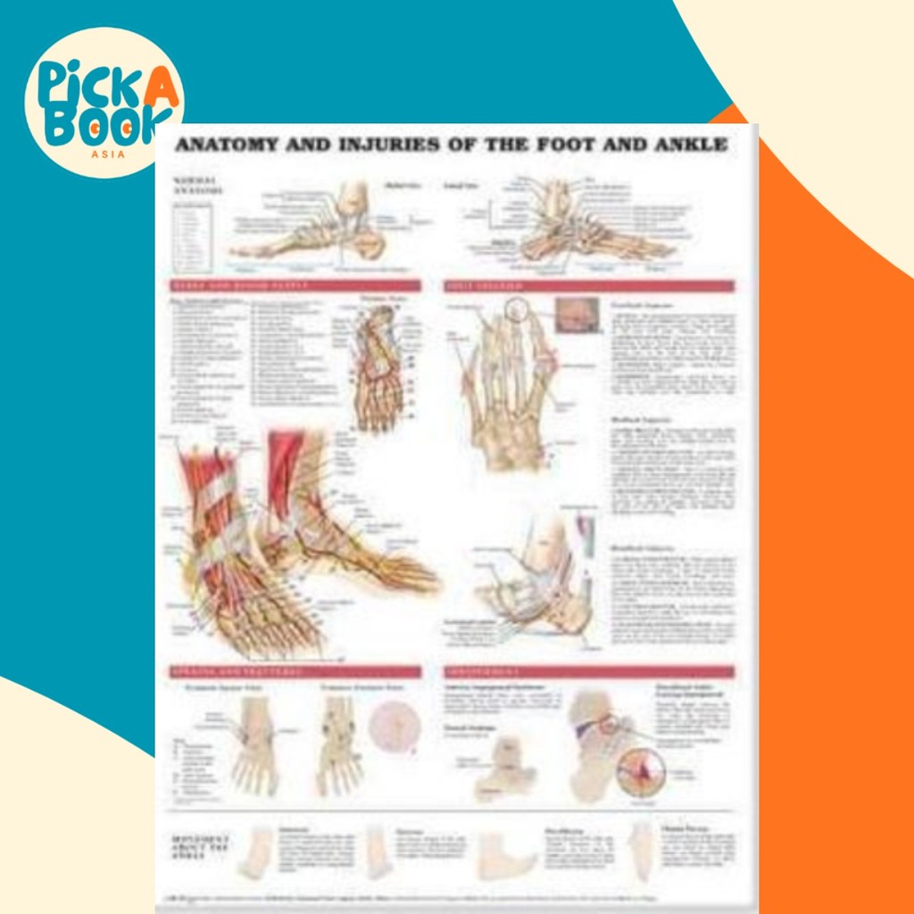 Anatomy and Injuries of the Foot and Ankle by Anatomical Chart Company ...