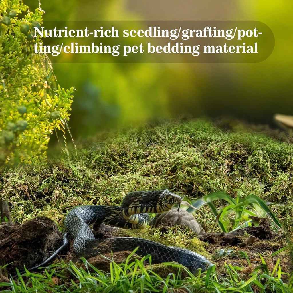 Image showcasing Sukh Sphagnum Moss for Reptiles - Terrarium Reptiles Moss Green Dried ...