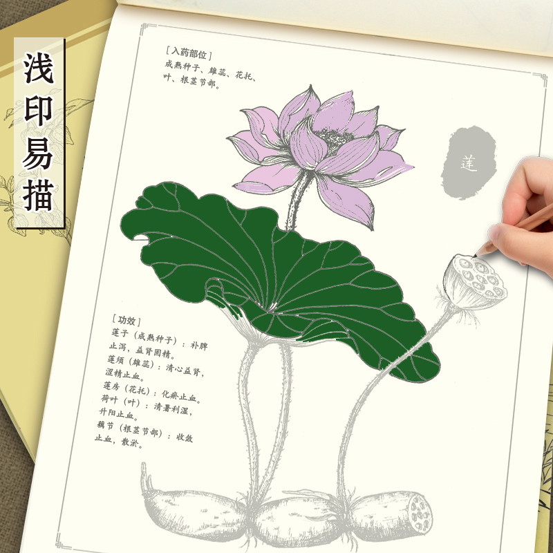 Introduction to Line Drawing Chinese Painting Copybook Drawing Book ...