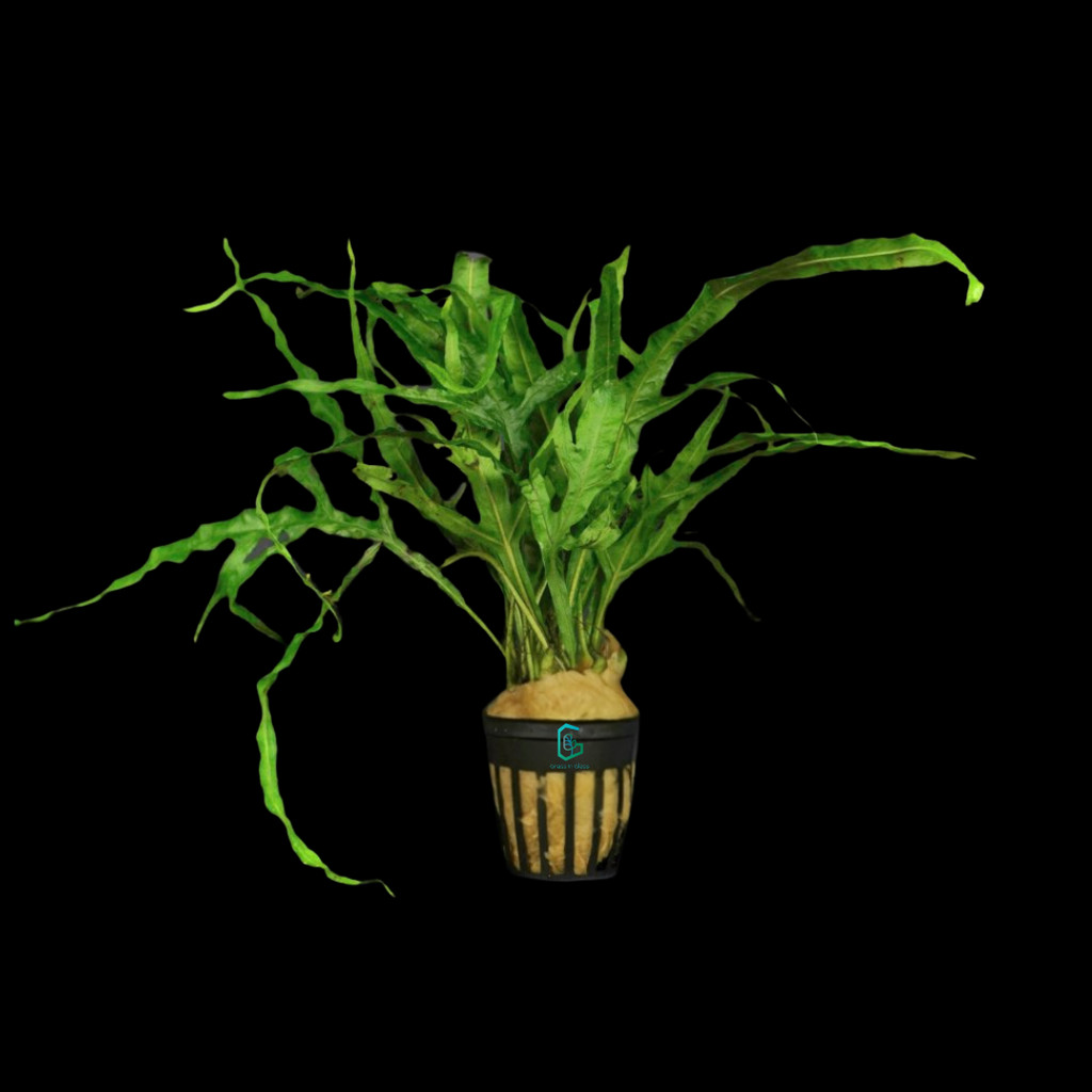 [Live Aquatic Plant] Java Fern 'Trident' Microsorum Pteropus Emersed ...