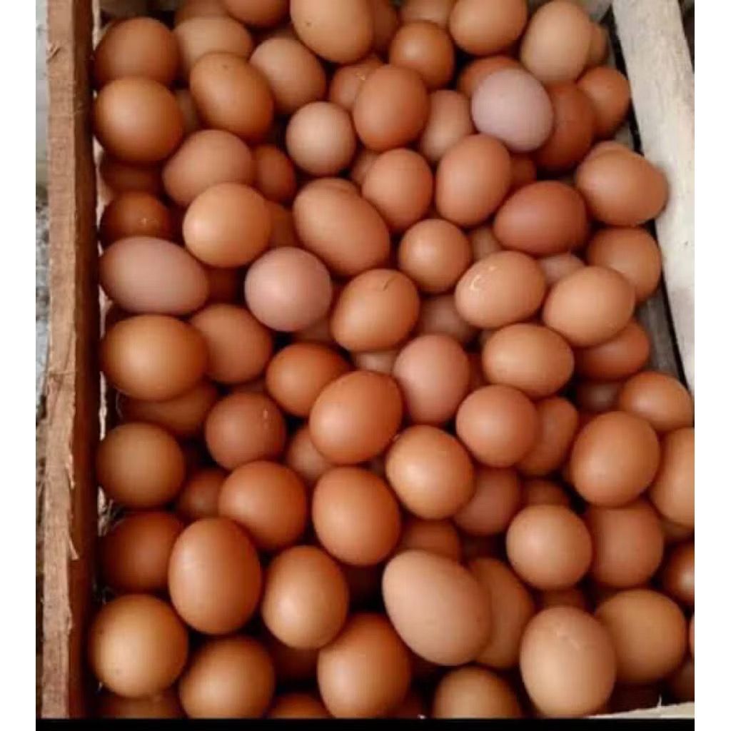 Telur ayam negeri 1kg INSTAN SOLO - Gambar 3