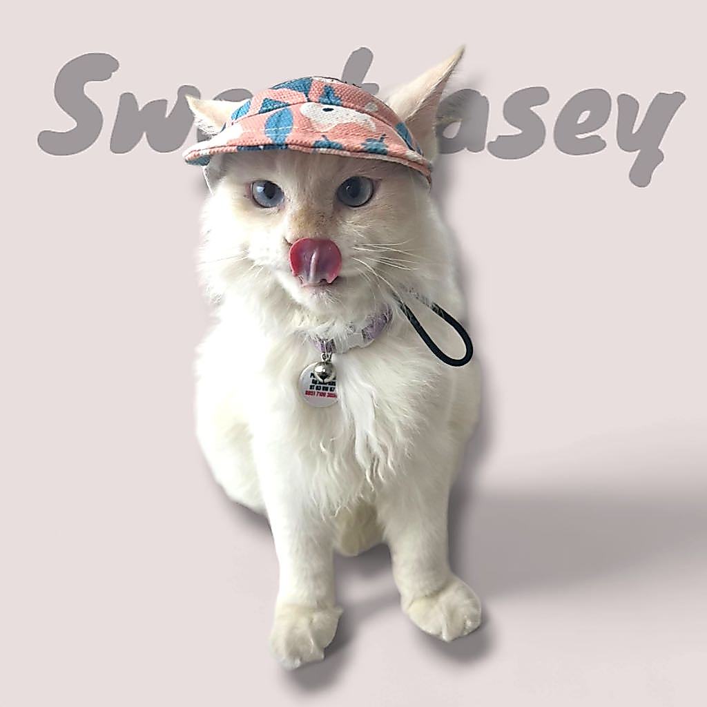SWEET CAT HAT/TOPI KUCING/TOPI KUCING BASEBALL - Gambar 2