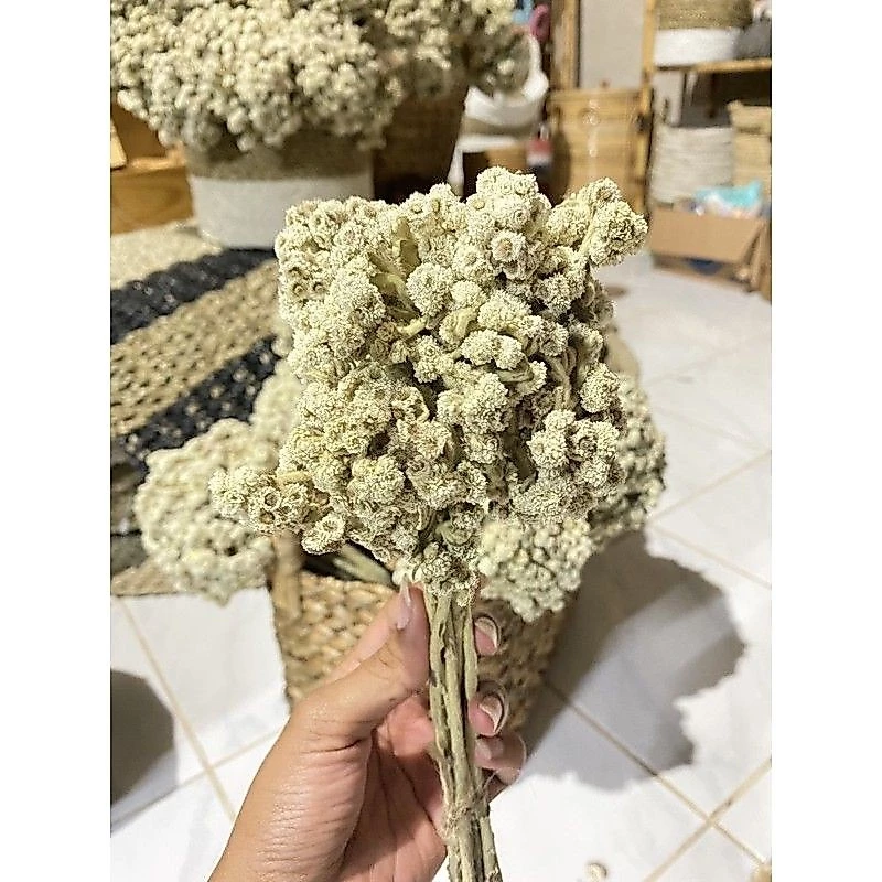 Bunga edelweis termurah  bahan buket - edelweis