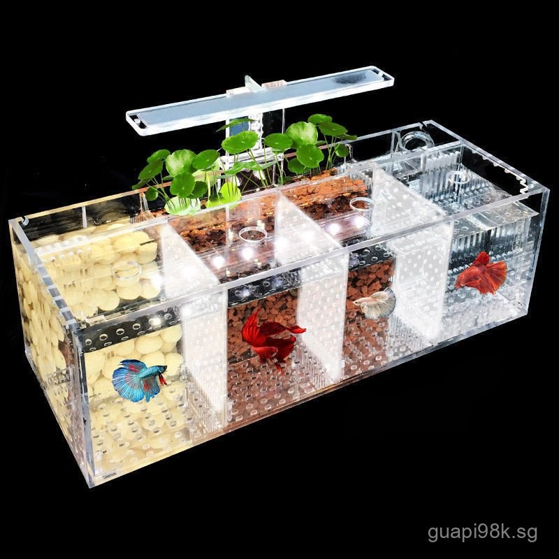 Creative Desktop Betta Fish Tank Multi-Compartment Acrylic HD Live ...