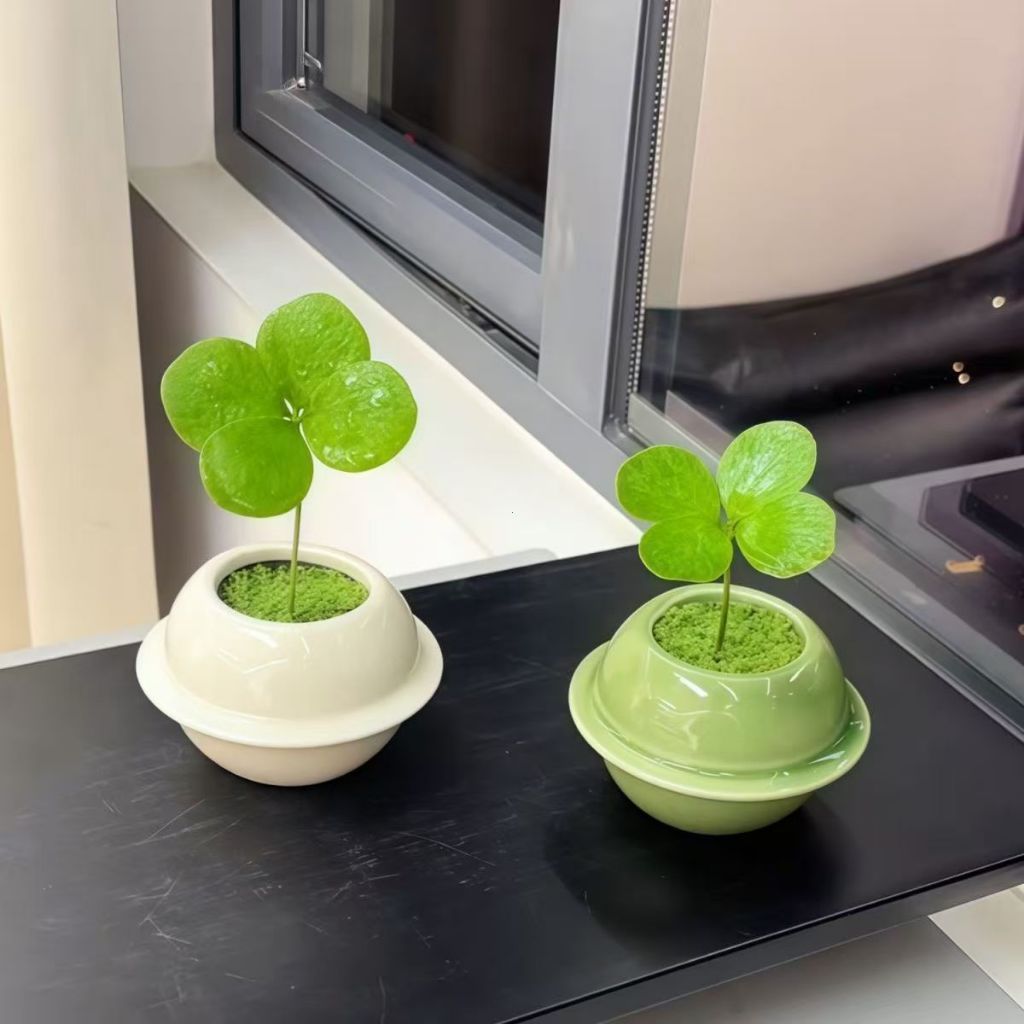 Lucky Clover Mini Mexican Iron Tree Desktop Potted Plant | Shopee Singapore
