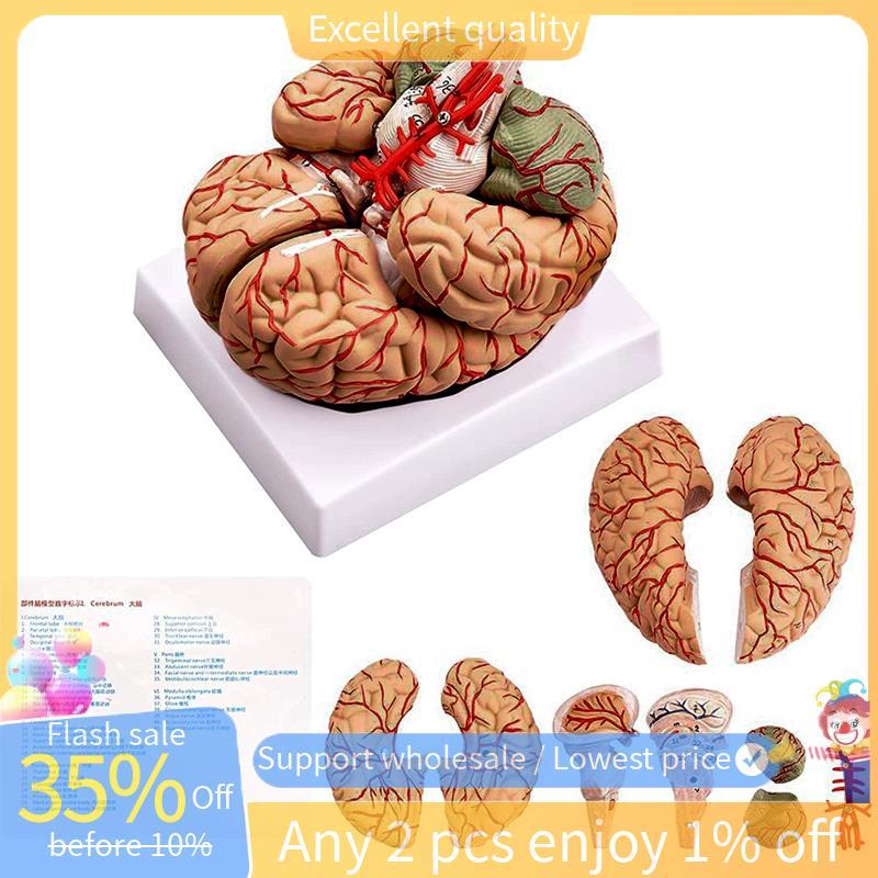 In stock-Human Brain Model,Life Size Human Brain Anatomy Model with ...
