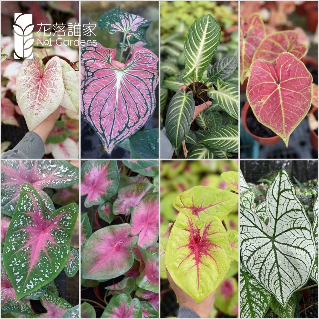 Buy caladium Products At Sale Prices Online - October 2026 | Shopee ...