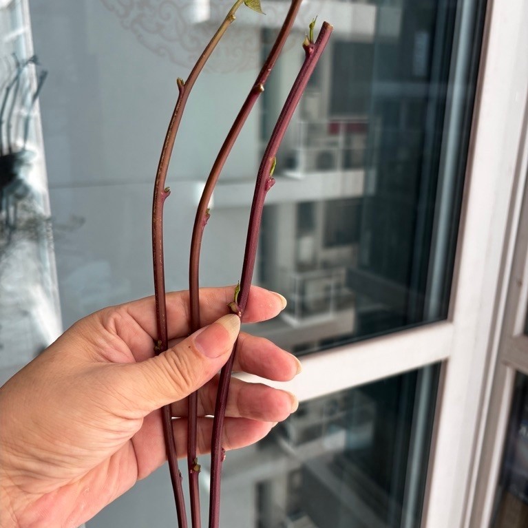 Purple Sweet Potato Branch 3pcs From SG Easy to Grow Root | Shopee ...
