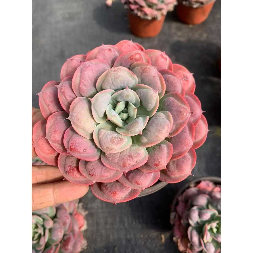 60侧影Silhouette120#Rare & Super Large Succulent PlantsAir Freight Direct  Delivery From Origin | Shopee Singapore