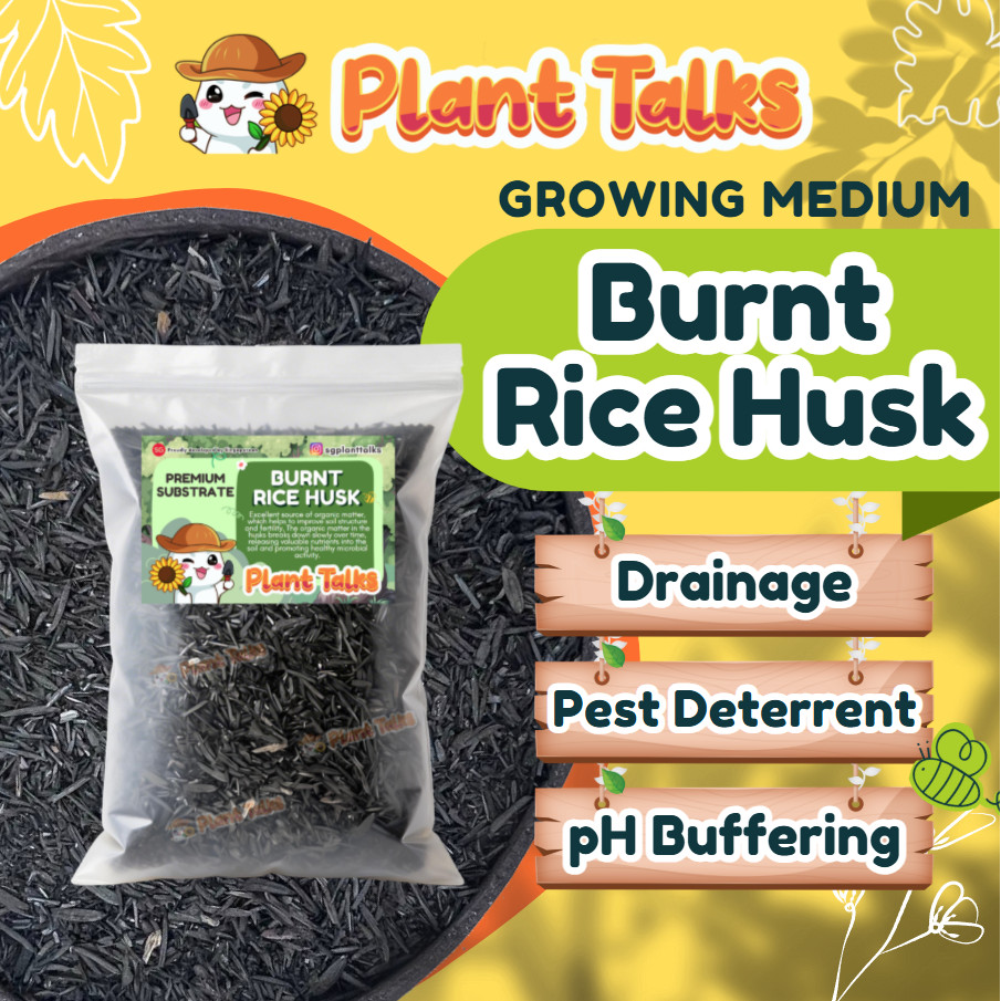 Plant Talks Burnt Rice Husk for Soil Amendment Rice Hull Charcoal Rice ...