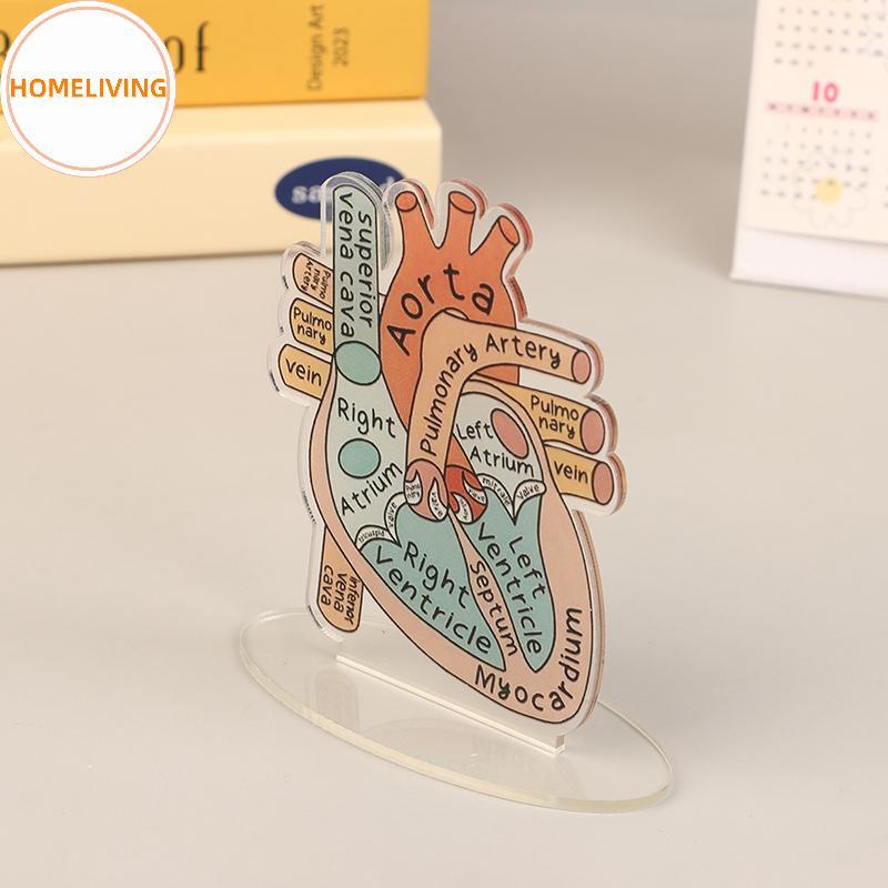 homeliving 2D Heart Anatomy Acrylic Model - Educational And Decorative ...