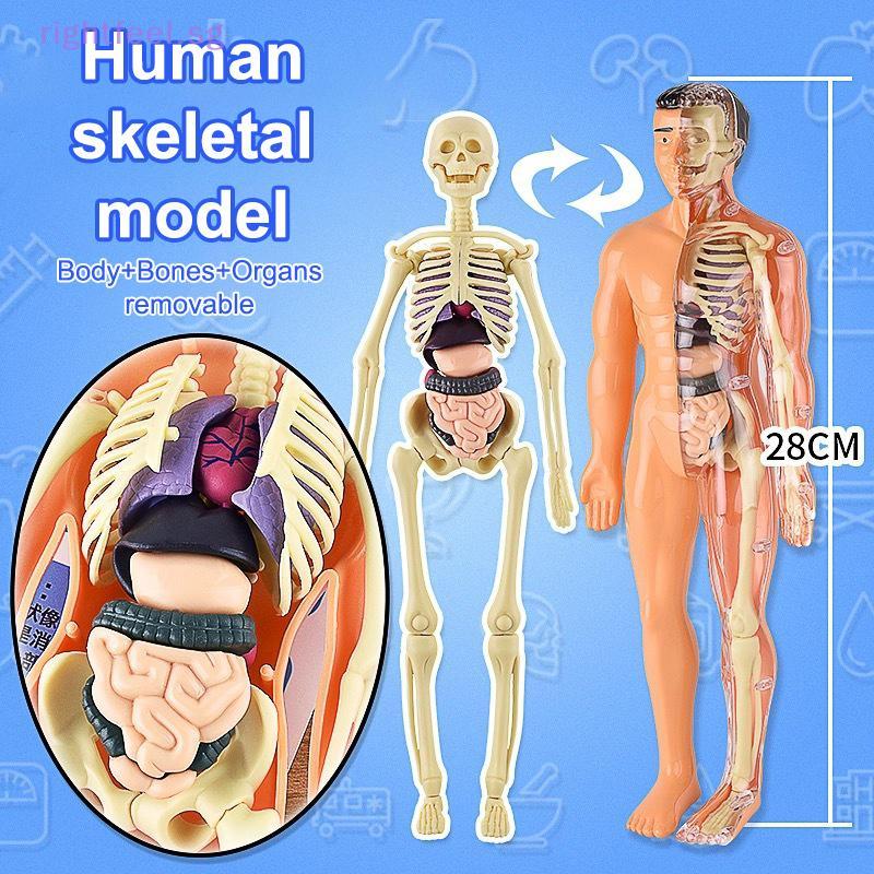 Rightfeel 3D Human Skeleton Organ Anatomy Scientific Model Kit Kids ...