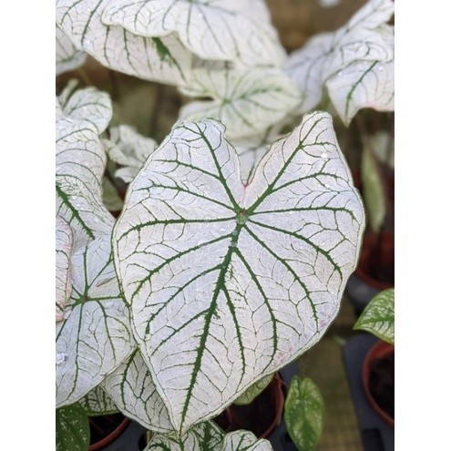 Caladium Angel Wings - Beautiful and Easy Care House Plant | Shopee ...