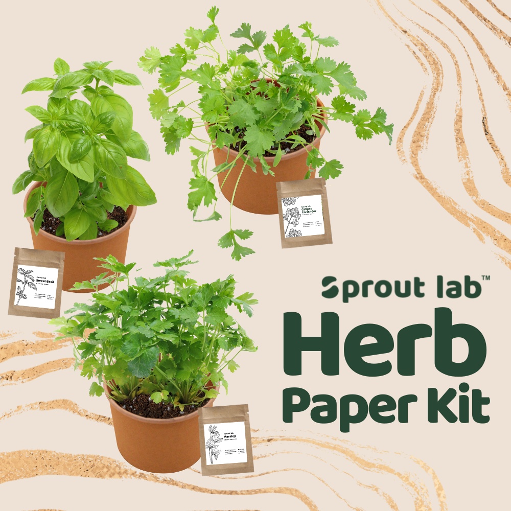 Sprout lab | Herb Paper Cup Grow Kit - Gift Set - Sweet Basil | Shopee ...