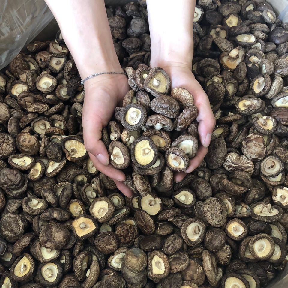 Specialty Dried 250g/500g New Wild Mushroom, Shiitake Mushroom Rootless ...