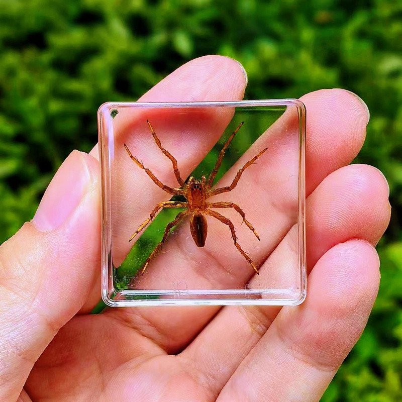 Real Insect Specimen Butterfly Resin Handcrafted Display for ...