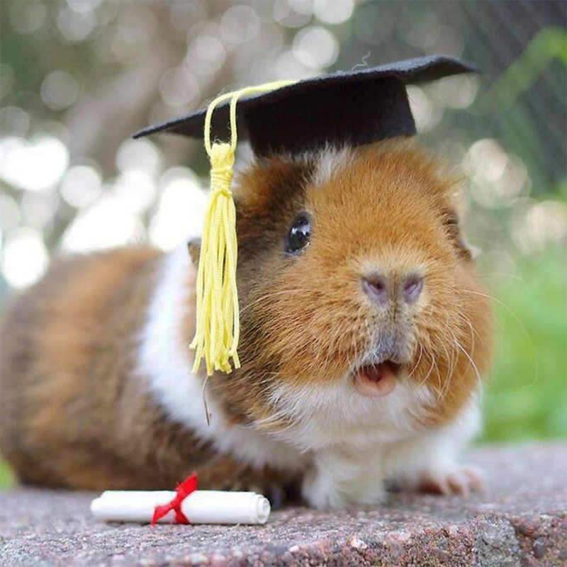 10Pcs Mini Graduation Caps Decorations 2024 Mini Graduation Hats Small ...
