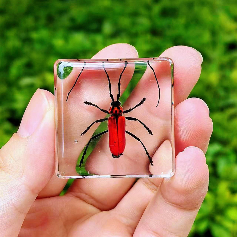 Real Insect Specimen Butterfly Resin Handcrafted Display for ...