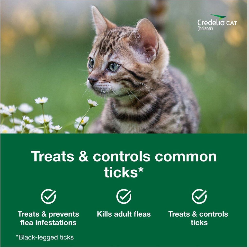 Credelio Chewable Tablets For Cats Flea Tick 3 Tablets/box Treats and ... - Best Flea And Tick Prevention For Kittens With Flea Infestations