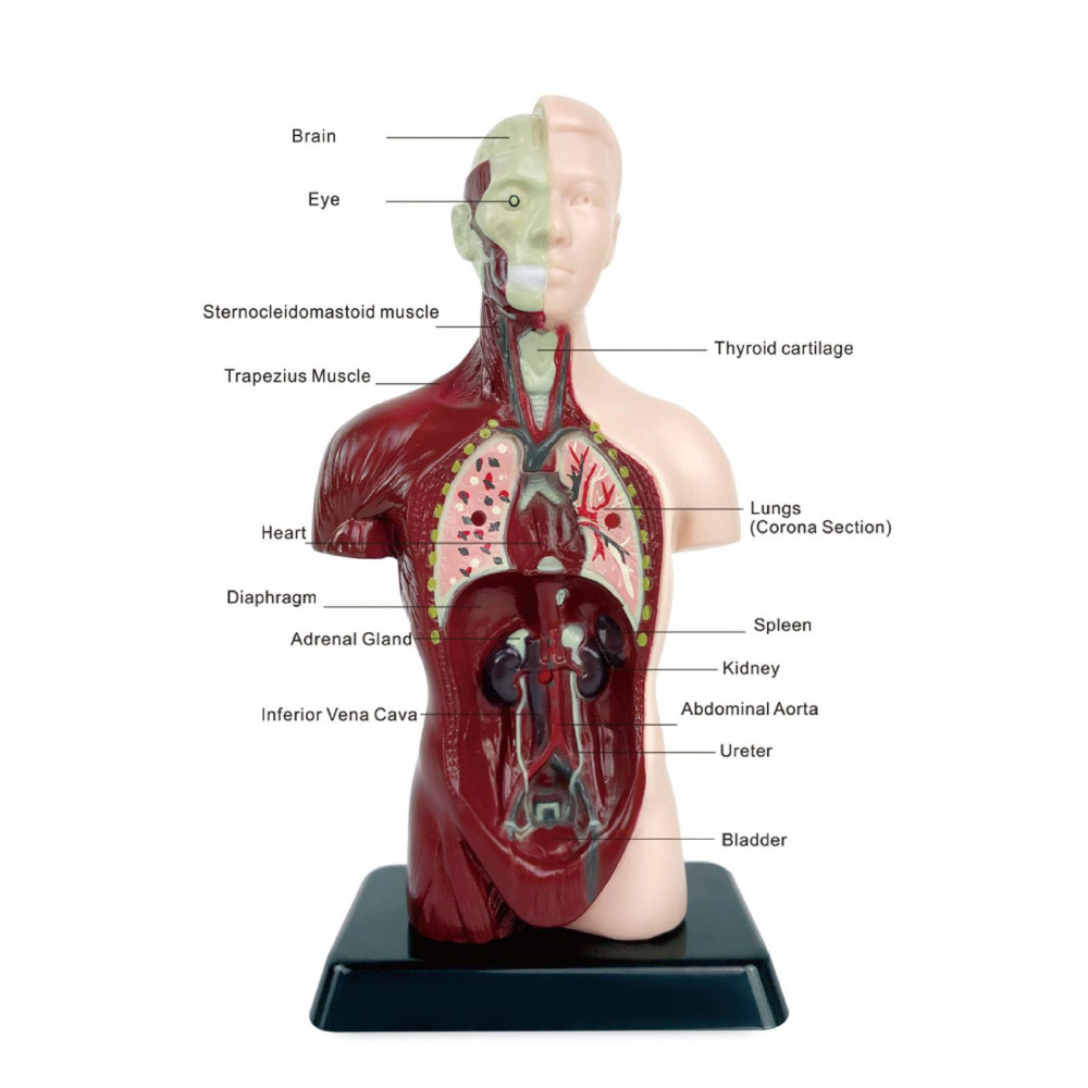 Human Body Torso Anatomical Model for Learning Visceral Assembly ...