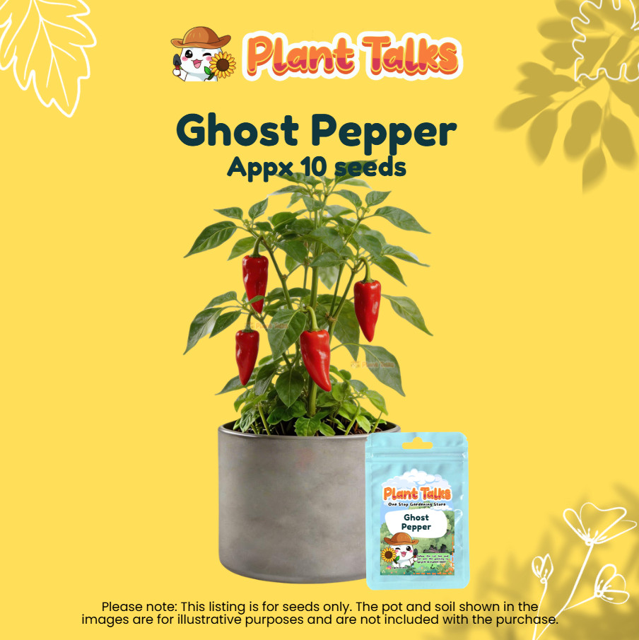 Plant Talks Ghost Pepper Chilli Plant Seed BHUT JOLOKIA Super Hot ...