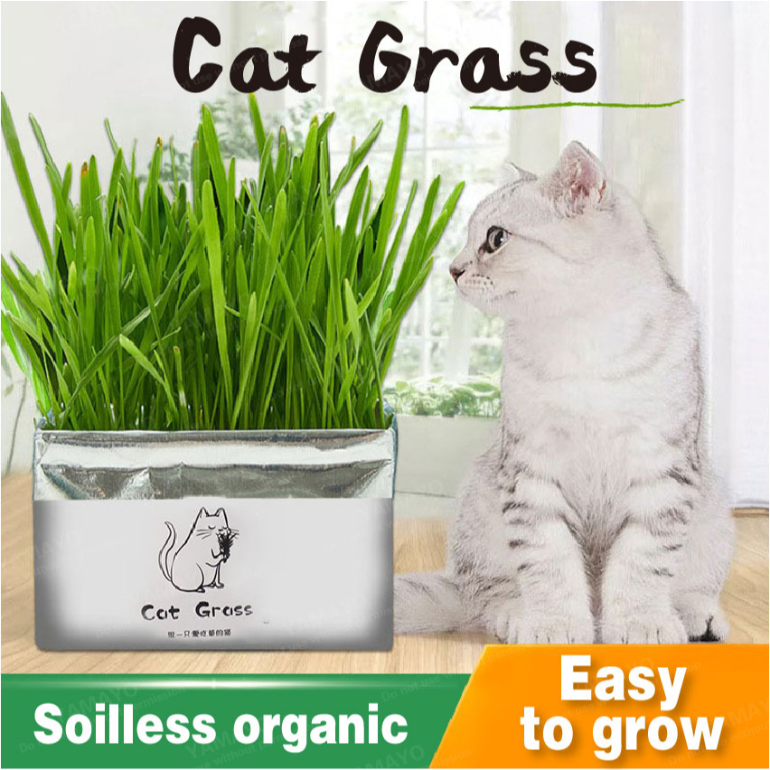 Natural Cat Grass Plant Kit DIY Cat GrassSoilless Fast Grow Rye