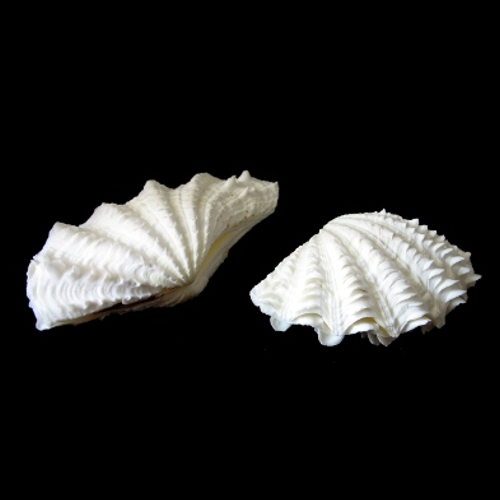 Mini Tridacna clam white seashell - Bivalve Clam - Collectible - Sea ...