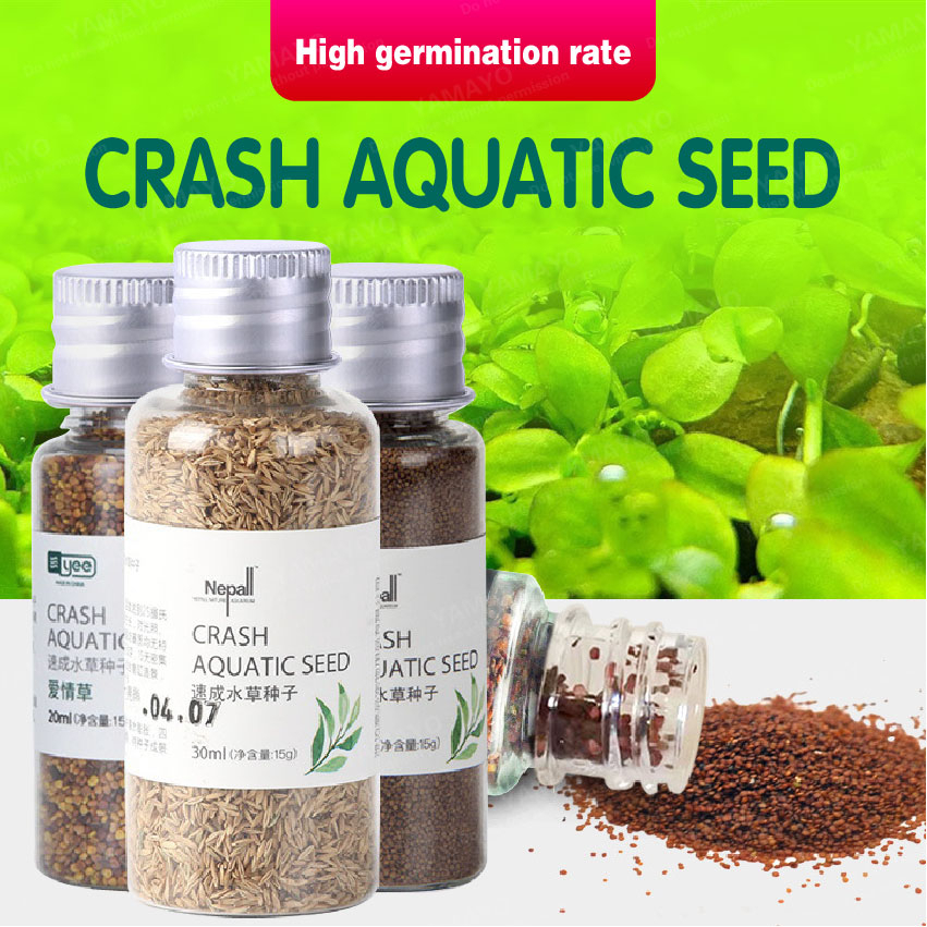 Aquarium Plant Waterweed Seed Aquarium Plant For Fish Tank Easy