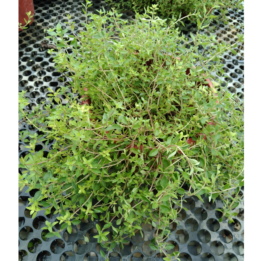 Thyme Plant Pods