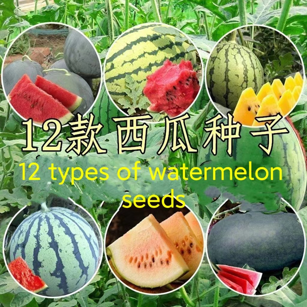 【Fresh seed】12 types of watermelon seeds Lazy man watermelon seeds