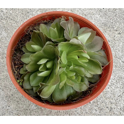 Pinguicula Butterwort carnivorous, insecteating plant, in plastic pot of 10.5cm diameter
