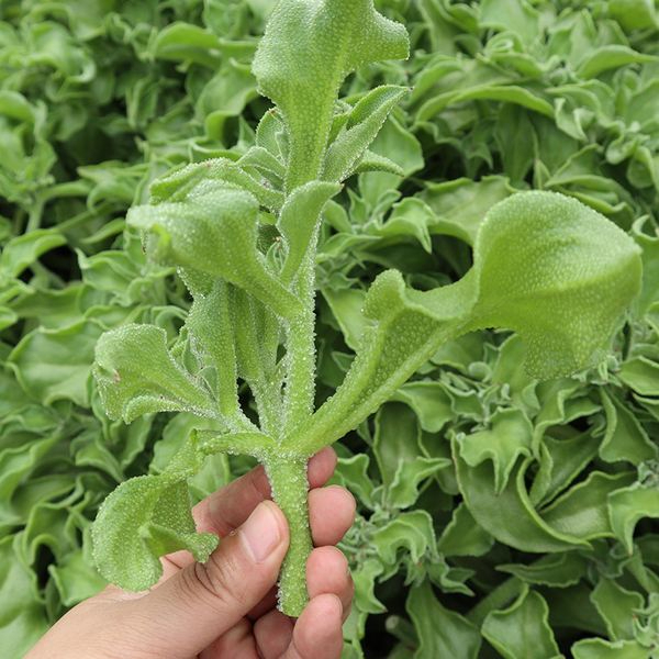 Crystal Four Seasons Ice Plant Seed 200Pcs Free Normal Mail From SG