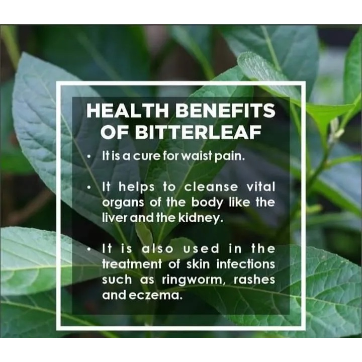 Bitter leaf Vernonia amygdalina  herb potted plant | Shopee Singapore