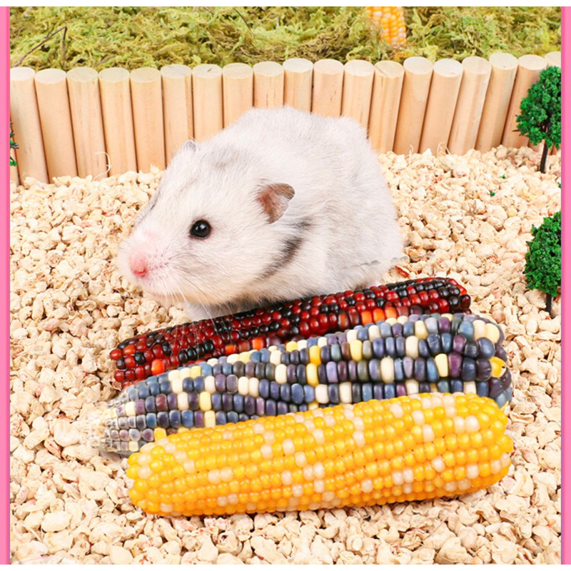 Corn hamster outlet