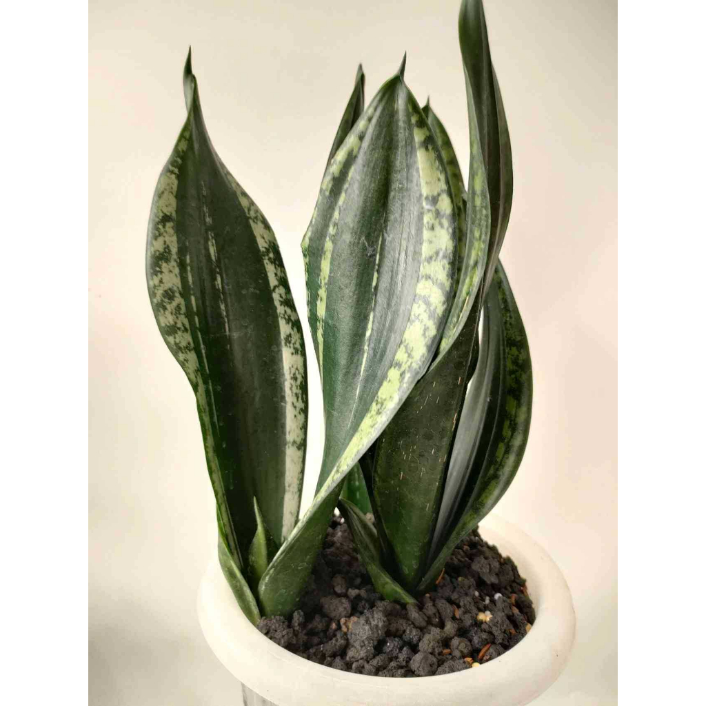 Sindo Sansevieria Trifasciata Whitney Bare Rooted Hardy And Beautiful Indoor Plant For 