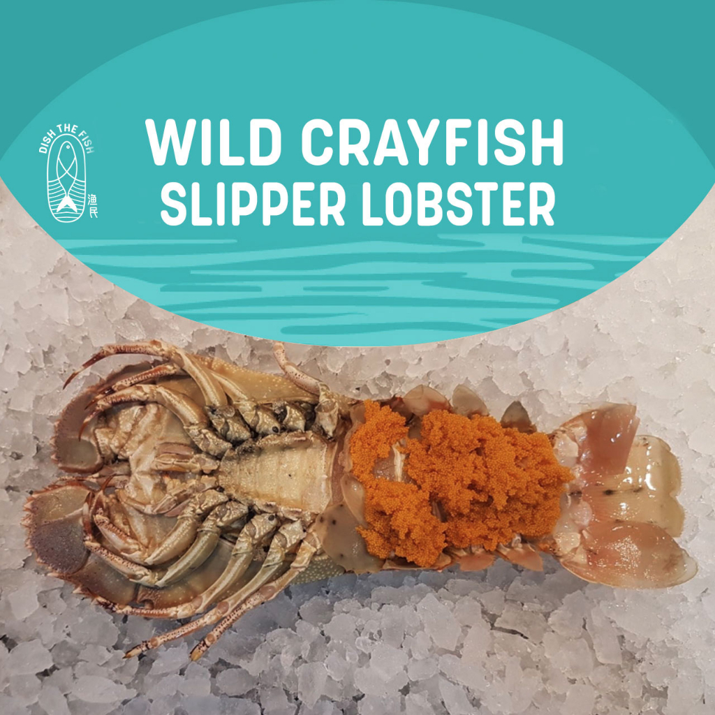 Wild Crayfish/ Slipper Lobster (about 400500g) Shopee Singapore