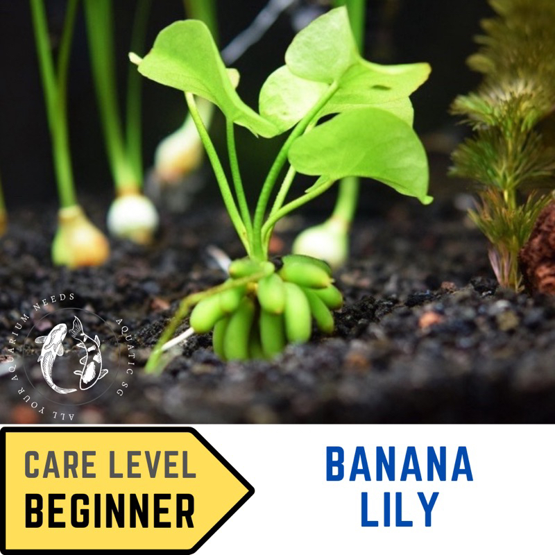 SG READY STOCK [CHEAPEST] Beautiful Banana Lily Plant for Aquarium