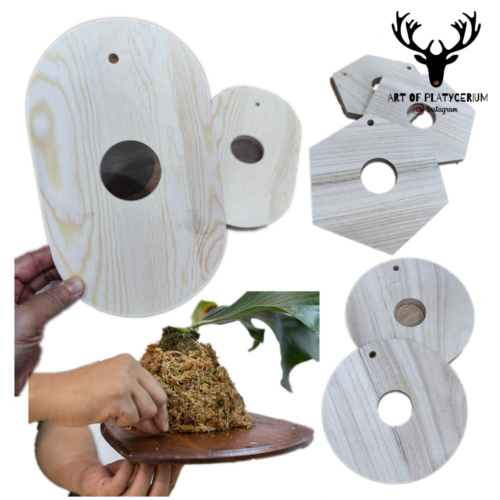 Premium Platycerium Staghorn Fern Plant Wooden Board Mounting Board Wood Mounting Board Papan