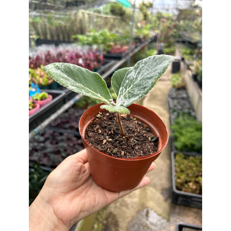 Sinningia leucotricha (Brazilian Edelweiss) (Small) with Flaws