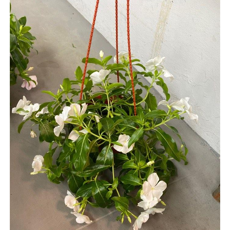 White Periwinkle in Hanging Pot 日日春 | Shopee Singapore